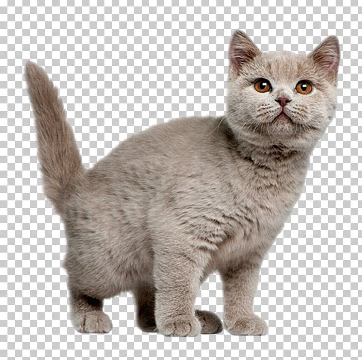 British Shorthair American Shorthair Exotic Shorthair Chartreux Persian Cat PNG, Clipart, American Wirehair, Animal, Animals, Carnivoran, Cat Ear Free PNG Download