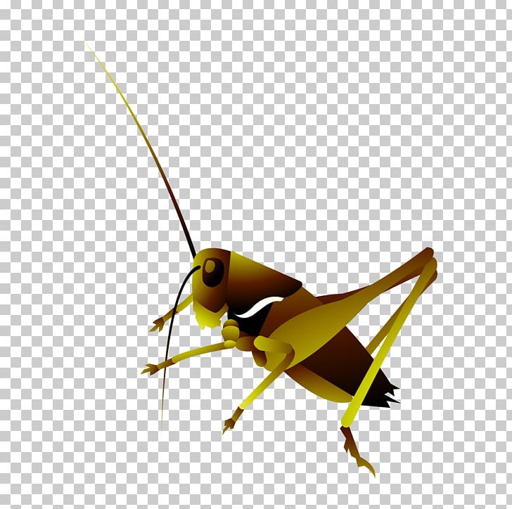 Grasshopper Insect Locust PNG, Clipart, Animals, Arthropod, Cricket Like Insect, Designer, Download Free PNG Download