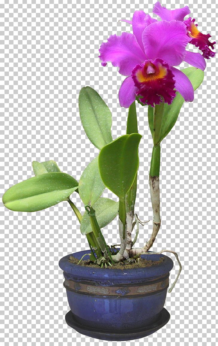 Orchids Plants File Format Burknar PNG, Clipart, Burknar, Cattleya, Color, Dendrobium, Dryopteridaceae Free PNG Download