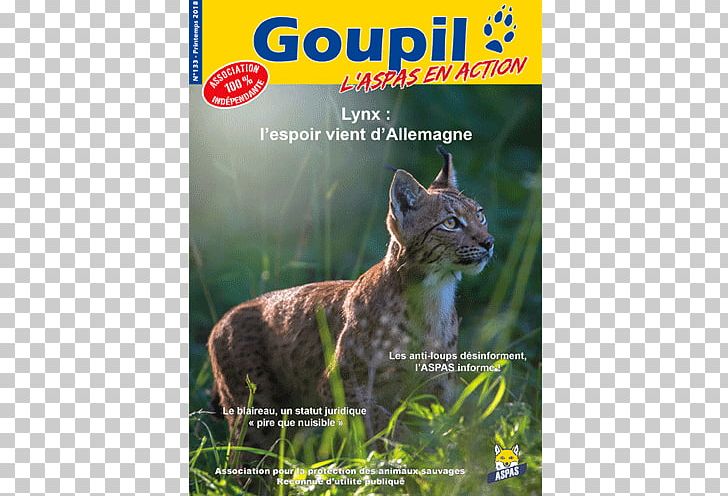 Bobcat Whiskers Ecosystem Fauna PNG, Clipart, Animal, Animals, Bobcat, Carnivoran, Cat Free PNG Download