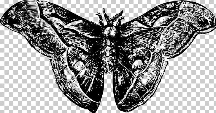 Butterfly & Moth Butterfly & Moth Insect European Gypsy Moth PNG, Clipart, Animal, Arthropod, Black And White, Bocek, Butterflies And Moths Free PNG Download