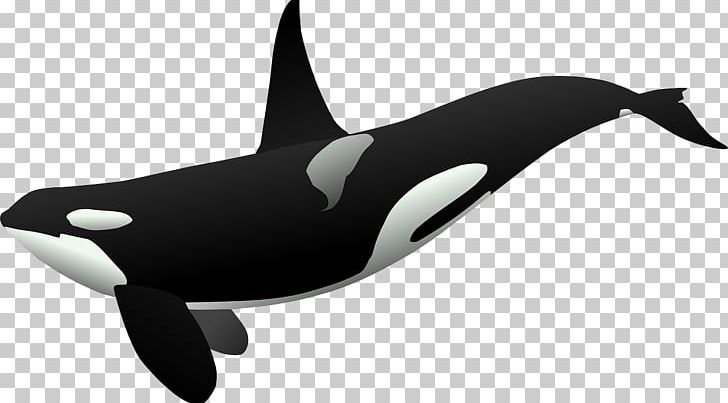 Killer Whale PNG, Clipart, Animals, Biological, Blog, Blue Whale, Cartoon  Whale Free PNG Download