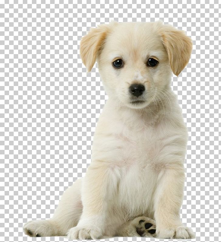 Labrador Retriever Siberian Husky Pug Puppy Cat PNG, Clipart, Animals, Carnivoran, Cartoon Puppy, Companion Dog, Cuteness Free PNG Download