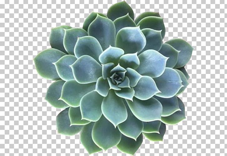 Succulent Plant Echeveria Variegation PNG, Clipart, Alocasia, Blog, Echeveria, Flower, Flowerpot Free PNG Download