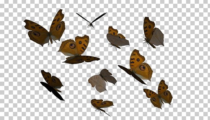 Butterfly Butterflies Fly Portable Network Graphics Fluttering Butterflies PNG, Clipart, Beak, Bird, Bug, Butterflies And Moths, Butterflies Fly Free PNG Download