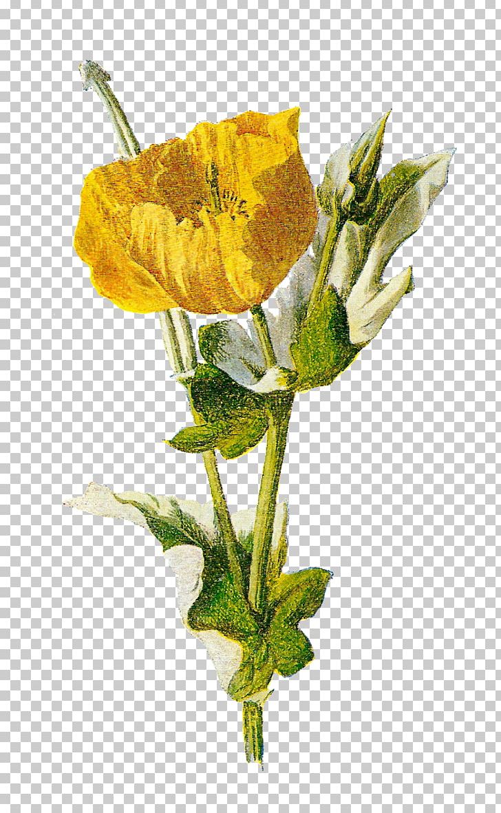 Common Poppy Opium Poppy Flower PNG, Clipart, Botanical Illustration, Botany, Common Poppy, Cut Flowers, Drawing Free PNG Download