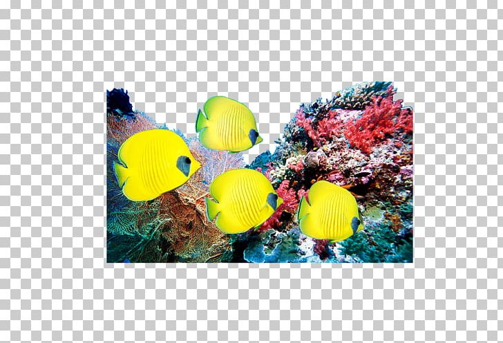 Coral Reef Television Set LED-backlit LCD Ocean PNG, Clipart, Aquarium Decor, Art, Coral, Coral Reef, Coral Reef Fish Free PNG Download