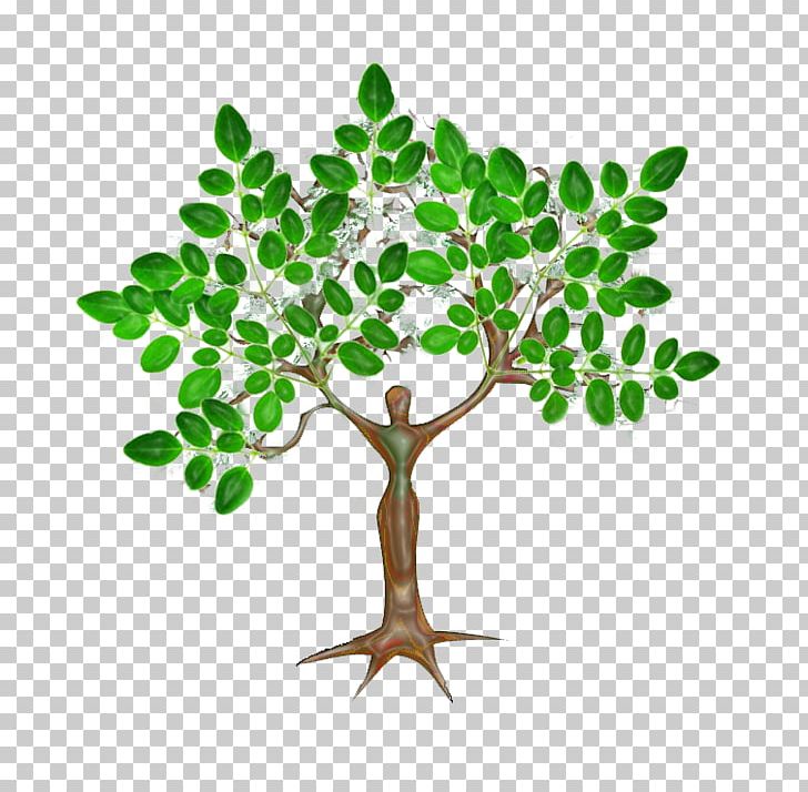 Drumstick Tree Nutrient Plant Cutting PNG, Clipart, Branch, Cutting, Drumstick Tree, Eating, Flowerpot Free PNG Download