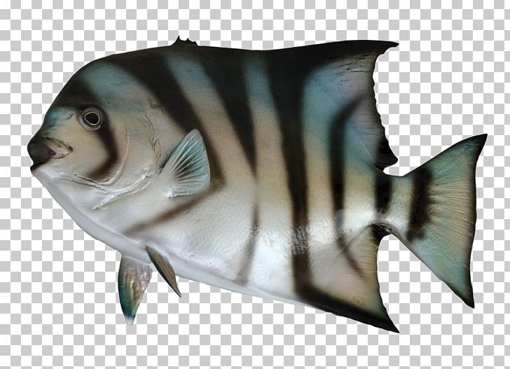 Fish As Food PNG, Clipart, Animal, Animals, Aquarium, Atlantic Bluefin Tuna, Atlantic Spadefish Free PNG Download