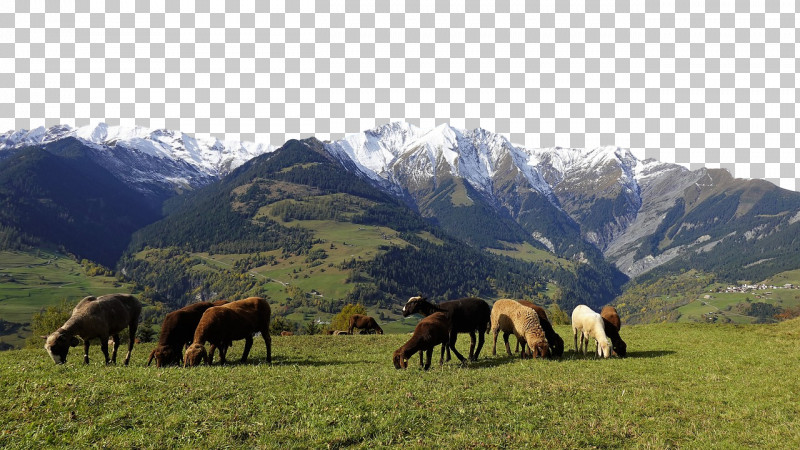 Mustang Mount Scenery Grassland Steppe Mountain Range PNG, Clipart, Grassland, Grazing, Horse, Mountain, Mountain Range Free PNG Download