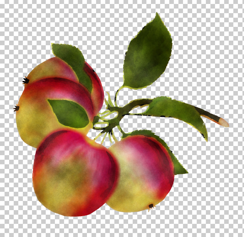 Plant Fruit Star Apple Apple Tree PNG, Clipart, Apple, Branch, European Plum, Flower, Food Free PNG Download