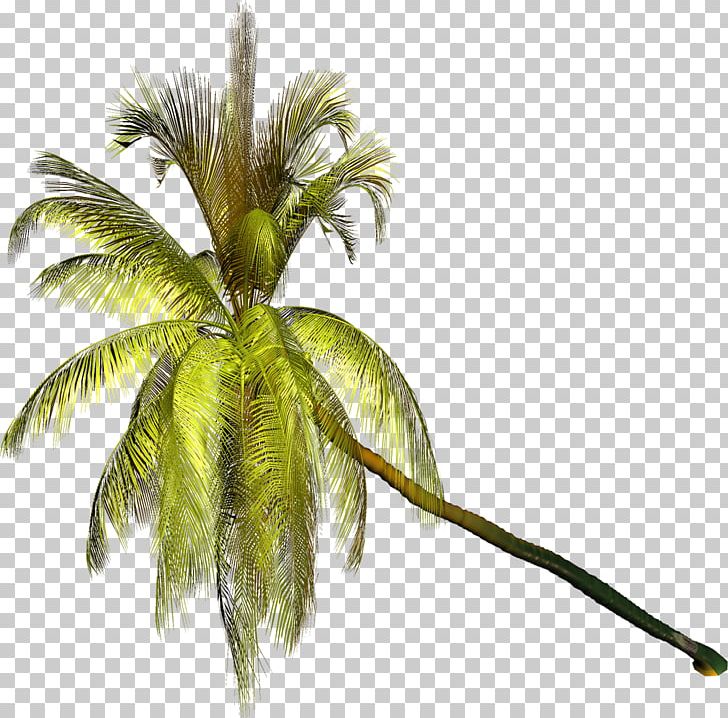 Arecaceae Tree Coconut PNG, Clipart, Arecaceae, Arecales, Branch, Coconut, Digital Image Free PNG Download