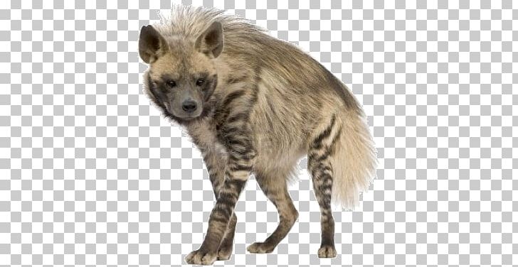 Hyena PNG, Clipart, Hyena Free PNG Download