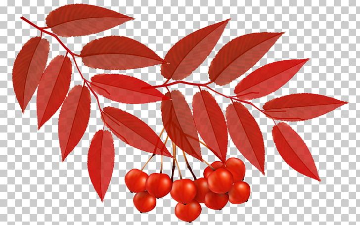 Leaf Autumn Leaves PNG, Clipart, Autumn, Autumn Leaf Color, Autumn Leaves, Berry, Branch Free PNG Download