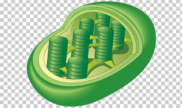 Chloroplast Organelle Photosynthesis Plant Cell PNG, Clipart, Biochemistry, Cell, Centriole, Chlamydomonas, Chlorophyll Free PNG Download
