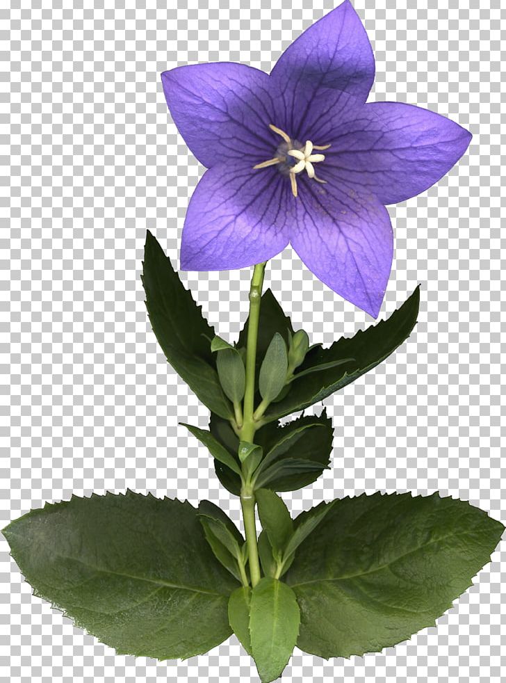 Gentiana Scabra Platycodon Grandiflorus Flower Photography PNG, Clipart, Bellflower, Bellflower Family, Blue, Color, Flower Free PNG Download