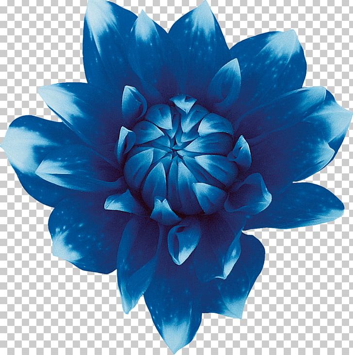 Sweet Blue Flowers Sweet Blue Flowers Red PNG, Clipart, Aqua, Blue, Blue Flower, Cut Flowers, Flower Free PNG Download