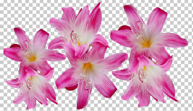 Floral Design PNG, Clipart, Annual Plant, Cut Flowers, Epiphyllum, Floral Design, Flower Free PNG Download