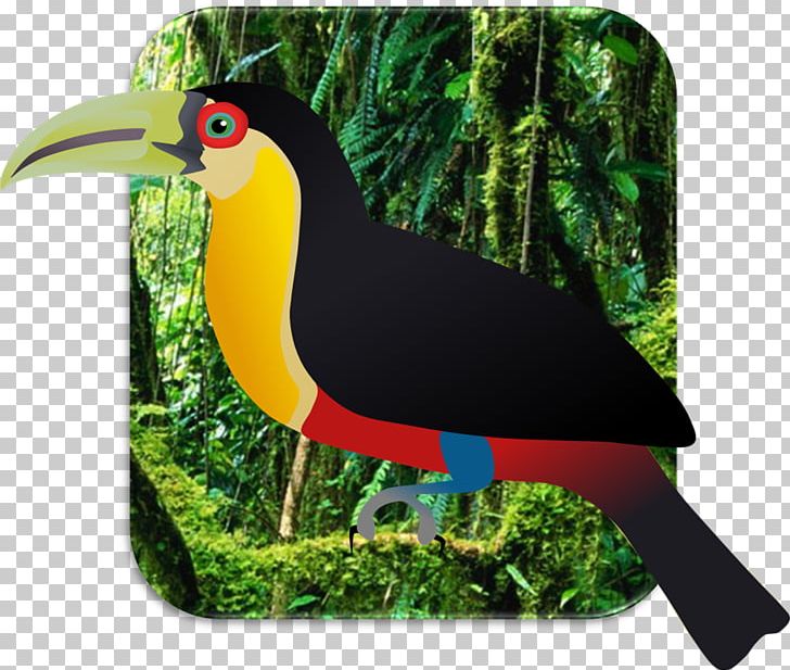 Bird Beak Temminck's Tragopan Toucan Quetzal PNG, Clipart, Animals, Beak, Bird, Crane, Domestic Pigeon Free PNG Download