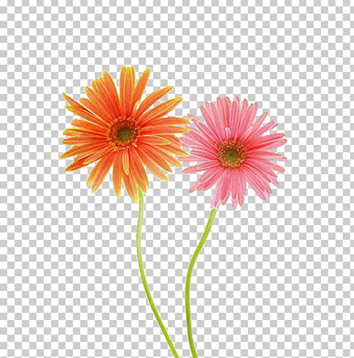 Common Daisy Gerbera Jamesonii Chrysanthemum Flower PNG, Clipart, Artificial Flower, Asterales, Chrysanths, Common Sunflower, Cut Flowers Free PNG Download
