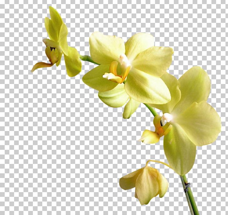 Moth Orchids Yellow Flower PNG, Clipart, Blue, Cut Flowers, Flower, Flower Flower, Flowering Plant Free PNG Download