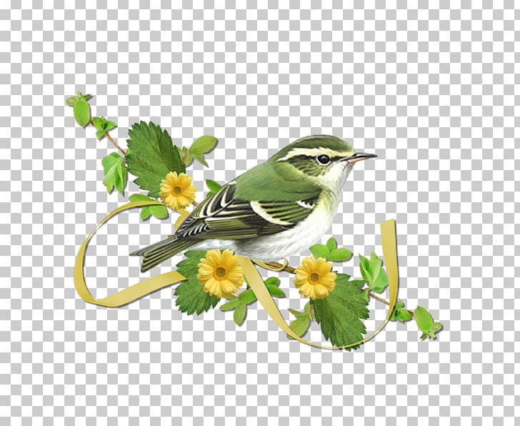 Blog Internet Forum LiveInternet Online Chat PNG, Clipart, Animaatio, Animated Film, Author, Beak, Bird Free PNG Download