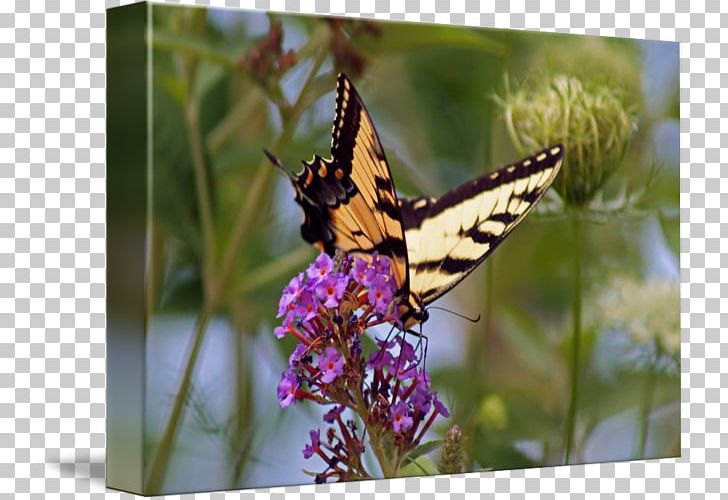 Monarch Butterfly Lycaenidae Moth Nymphalidae PNG, Clipart, Brush Footed Butterfly, Butterfly, Fauna, Flora, Glossy Butterflys Free PNG Download
