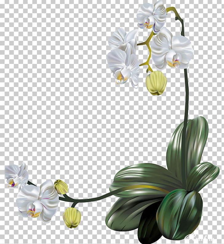 Moth Orchids Flower PNG, Clipart, Artificial Flower, Blog, Clip Art, Computer Icons, Cut Flowers Free PNG Download