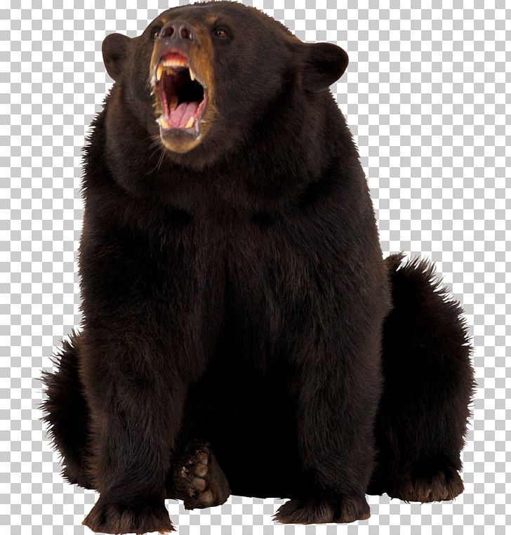 American Black Bear PNG, Clipart, Angry, Animals, Archive File, Bear, Bears Free PNG Download