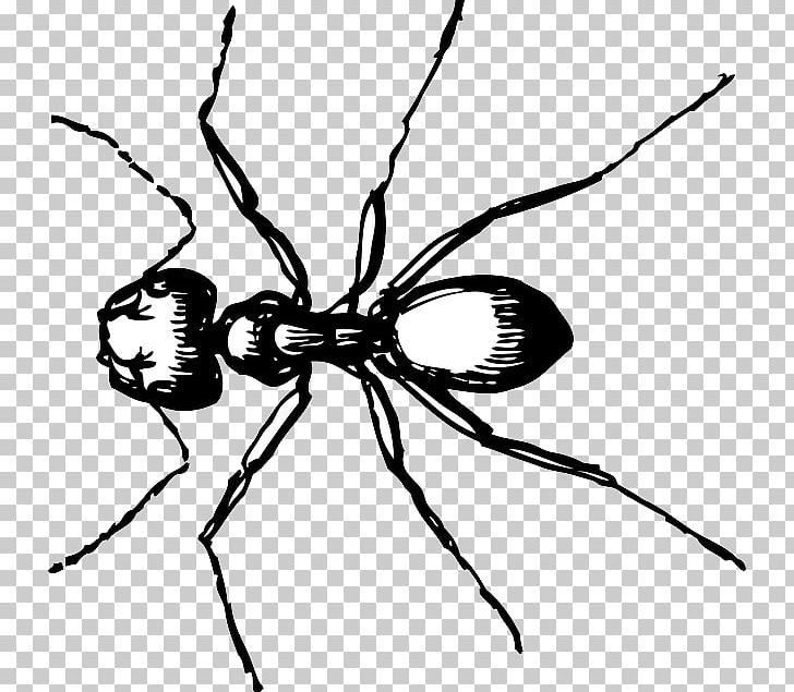 Ant Carpenter Drawing PNG, Clipart, Ant, Arthropod, Black And White, Black Carpenter Ant, Black Garden Ant Free PNG Download