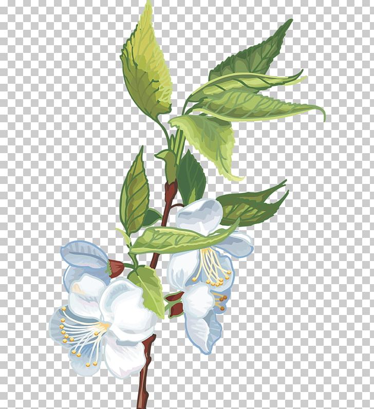 Cerasus PNG, Clipart, Branch, Cerasus, Cut Flowers, Digital Image, Encapsulated Postscript Free PNG Download