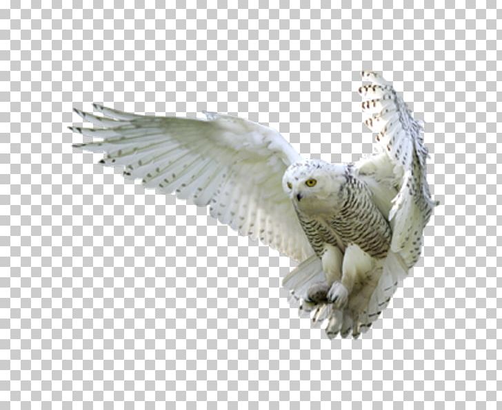 Owl Harry Potter And The Goblet Of Fire Hedwig PNG, Clipart, Animal, Animals, Bald Eagle, Beak, Bird Free PNG Download