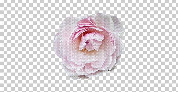 Centifolia Roses Garden Roses Valentine's Day Dia Dos Namorados PNG, Clipart, Camellia, Centifolia Roses, Computer Mouse, Cursor, Cut Flowers Free PNG Download
