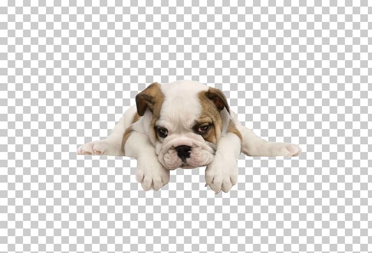 Puppy Bulldog Maltese Dog Yorkshire Terrier Pug PNG, Clipart, Animals, Bulldog, Carnivoran, Companion Dog, Cuteness Free PNG Download