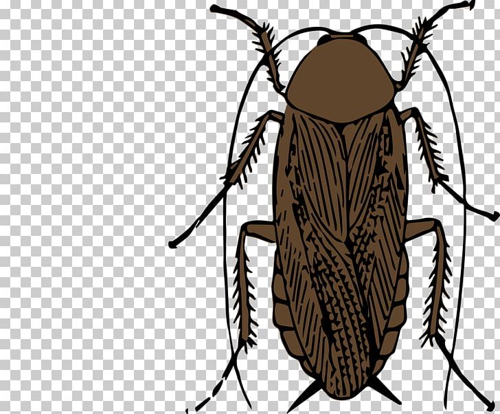 Cockroach PNG, Clipart, Animal, Animals, Arthropod, Beetle, Brown Free PNG Download