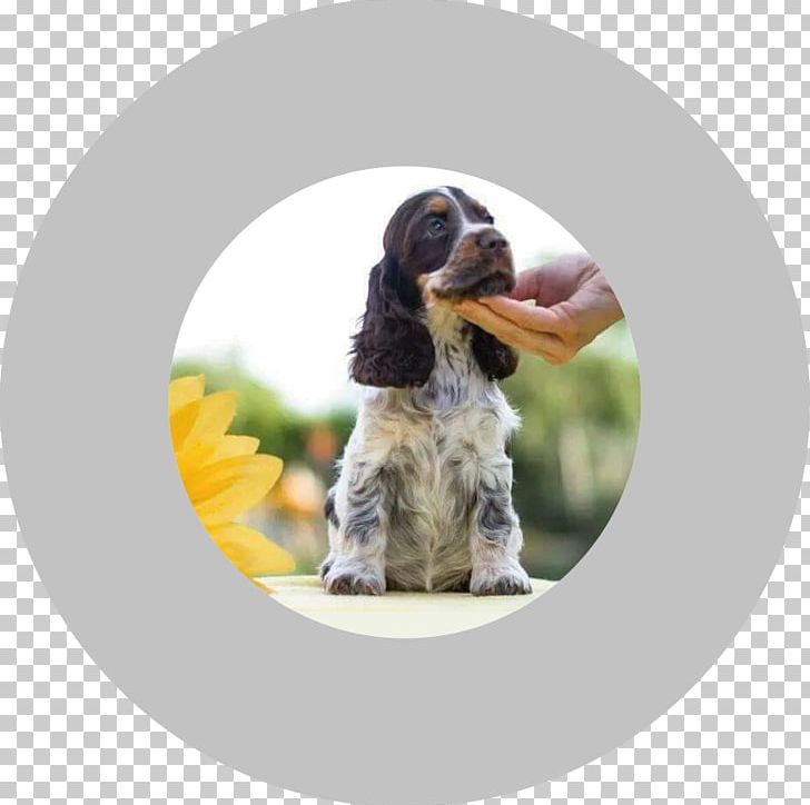 Dog Breed English Cocker Spaniel Puppy Blue Roan PNG, Clipart, Breed, Breeder, Character Structure, Cocker Spaniel, Dog Free PNG Download