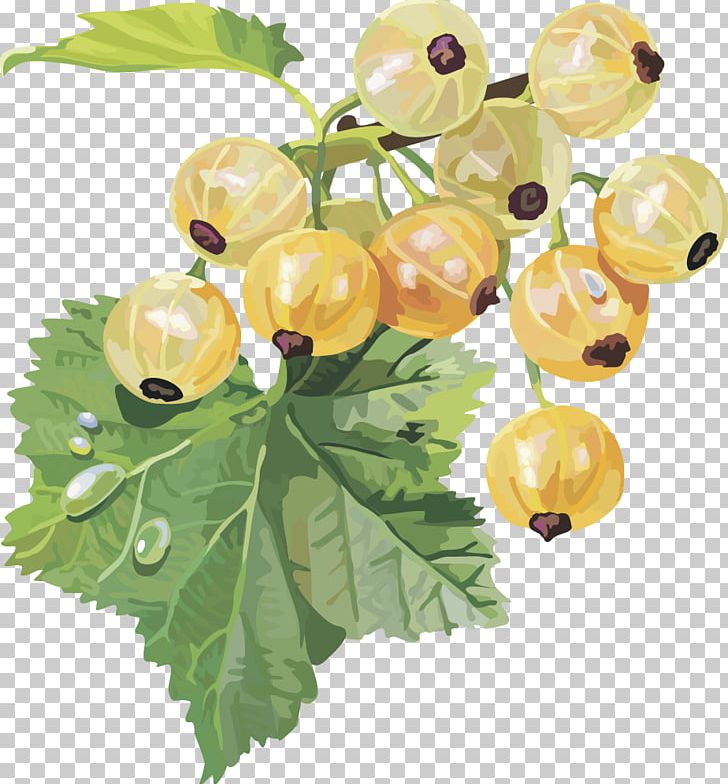 Gooseberry Frutti Di Bosco Redcurrant Blackcurrant White Currant PNG, Clipart, Blackberries, Blueberry, Branch, Chinese Lantern, Currant Free PNG Download