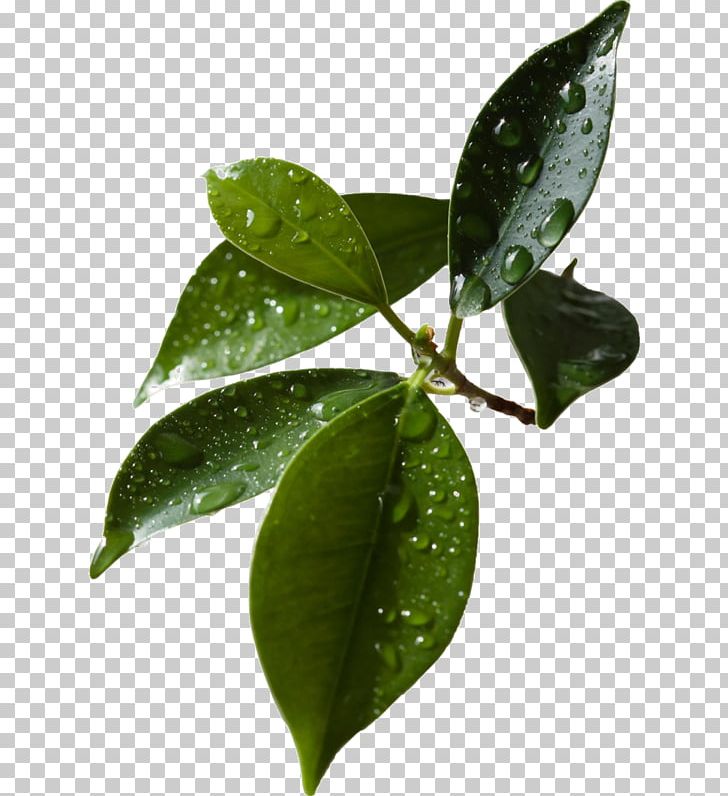 Leaf PNG, Clipart, Autumn Leaf Color, Branch, Feuille, Fruit, Green Free PNG Download