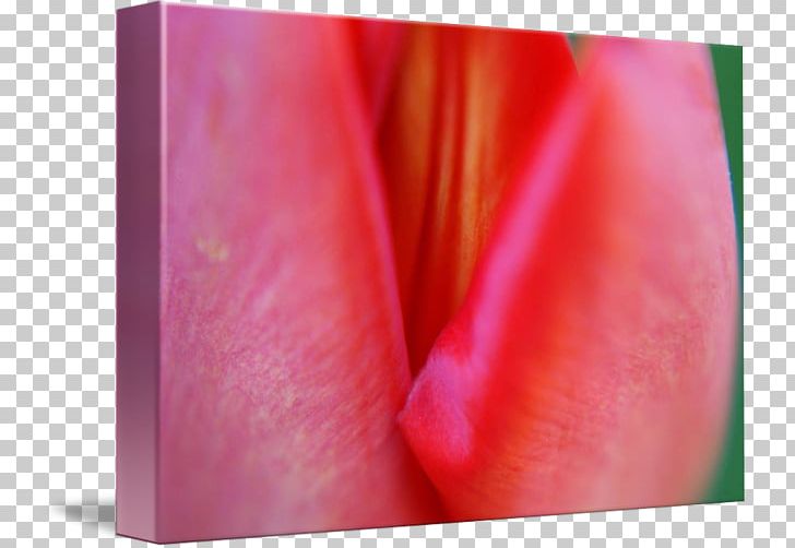 Close-up Lip PNG, Clipart, Closeup, Closeup, David Joyner, Flower, Lip Free PNG Download