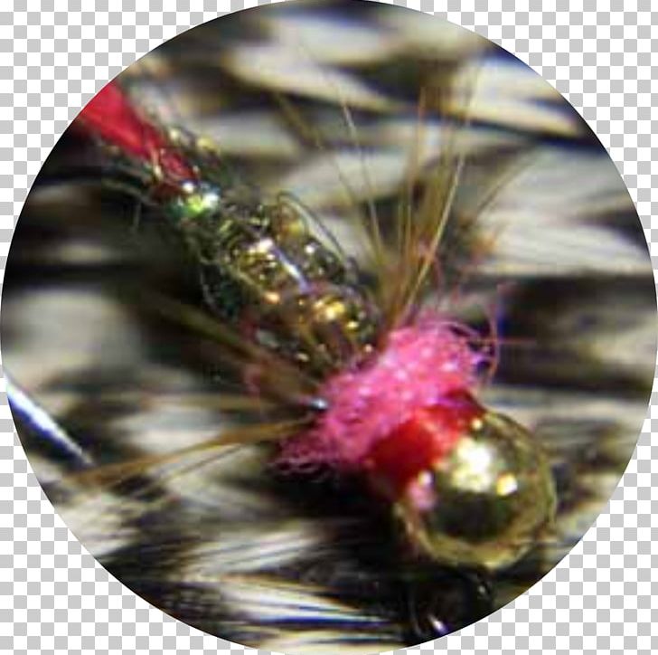 Fly Fishing Fly Tying Pheasant Tail Nymph Hackle PNG, Clipart, Fish Hook, Fishing, Fly, Fly Fish Food, Fly Fishing Free PNG Download