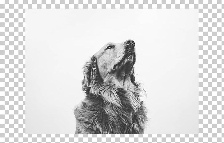 Golden Retriever Puppy Dog Breed Spaniel Sketch PNG, Clipart, Animal, Animals, Artwork, Black And White, Carnivoran Free PNG Download