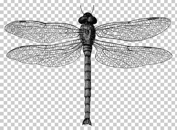 Insect Dragonfly PNG, Clipart, Art, Arthropod, Black And White, Clip Art, Dragonflies And Damseflies Free PNG Download