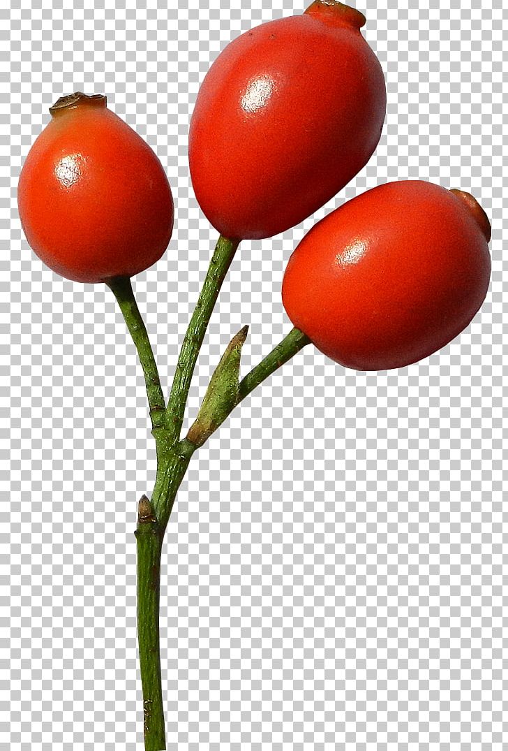 Plum Tomato Bush Tomato Rose Hip Food PNG, Clipart, Berry, Bush Tomato, Food, Fruit, Local Food Free PNG Download