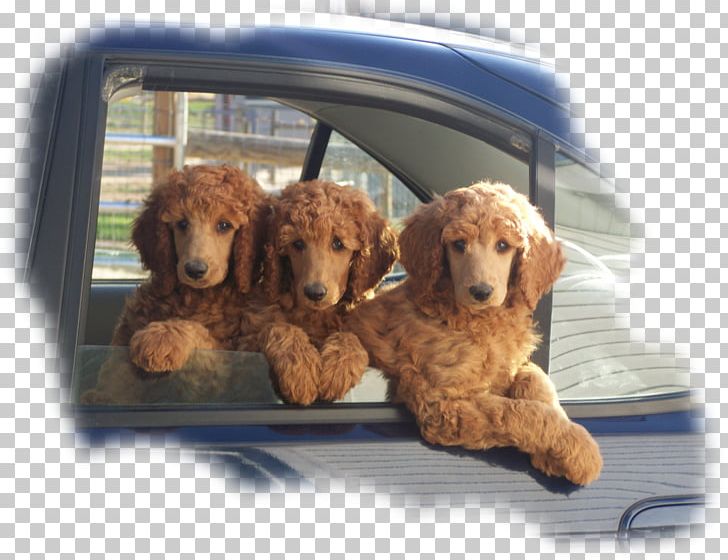 Standard Poodle Puppy Miniature Poodle Toy Poodle PNG, Clipart, American Kennel Club, Animal, Carnivoran, Coc, Companion Dog Free PNG Download