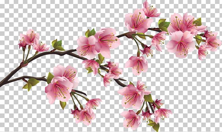 Cherry Blossom Flower Petal PNG, Clipart, Blossom, Branch, Cherry Blossom, Color, Common Daisy Free PNG Download