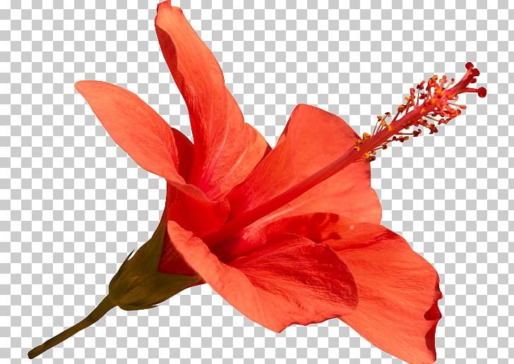 Hibiscus Flower Mallows PNG, Clipart, Corel, Cut Flowers, Digital Image, Email, Flower Free PNG Download
