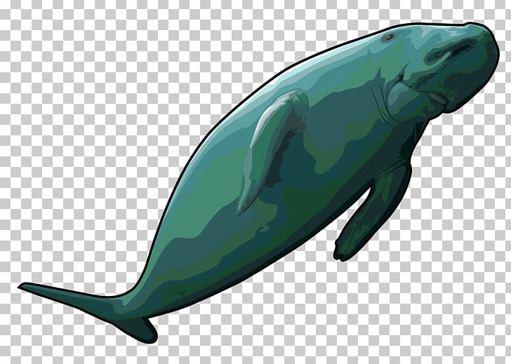 Sea Cows Steller's Sea Cow Common Bottlenose Dolphin Dugong PNG, Clipart, Animal, Animals, Cetacea, Common Bottlenose Dolphin, Dolphin Free PNG Download
