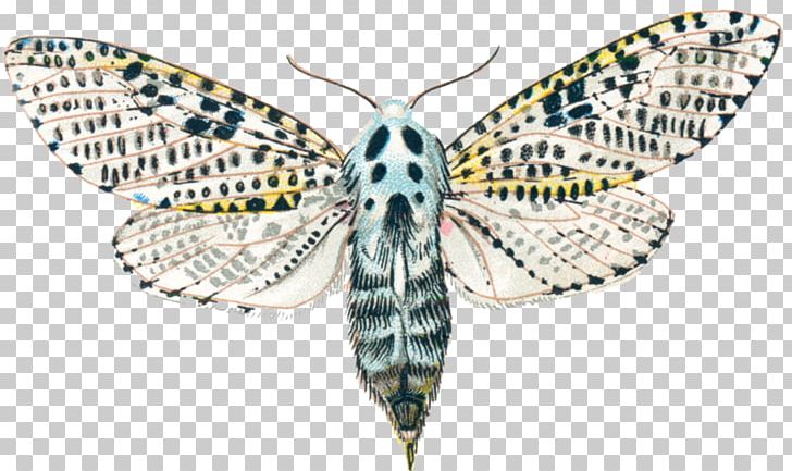 Silkworm Butterfly Leopard Moth Goat Moth PNG, Clipart, Arthropod, Bombycidae, Brush Footed Butterfly, Butterflies And Moths, Butterfly Free PNG Download