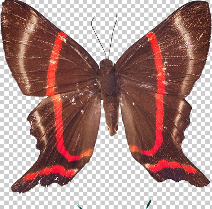 Butterfly Nymphalidae Moth PNG, Clipart, Arthropod, Black, Brush Footed Butterfly, Butter, Butterflies Free PNG Download