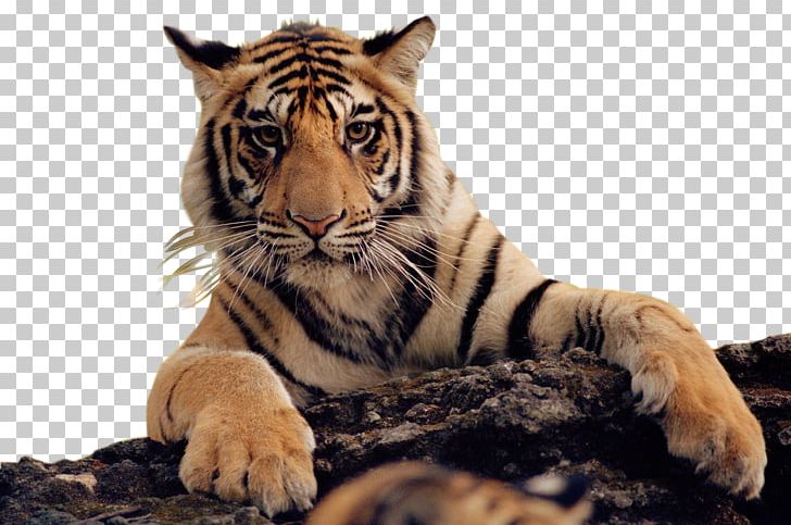 Felidae Bengal Tiger Lion Cat PNG, Clipart, Animals, Bengal, Bengal Tiger, Big Cat, Big Cats Free PNG Download